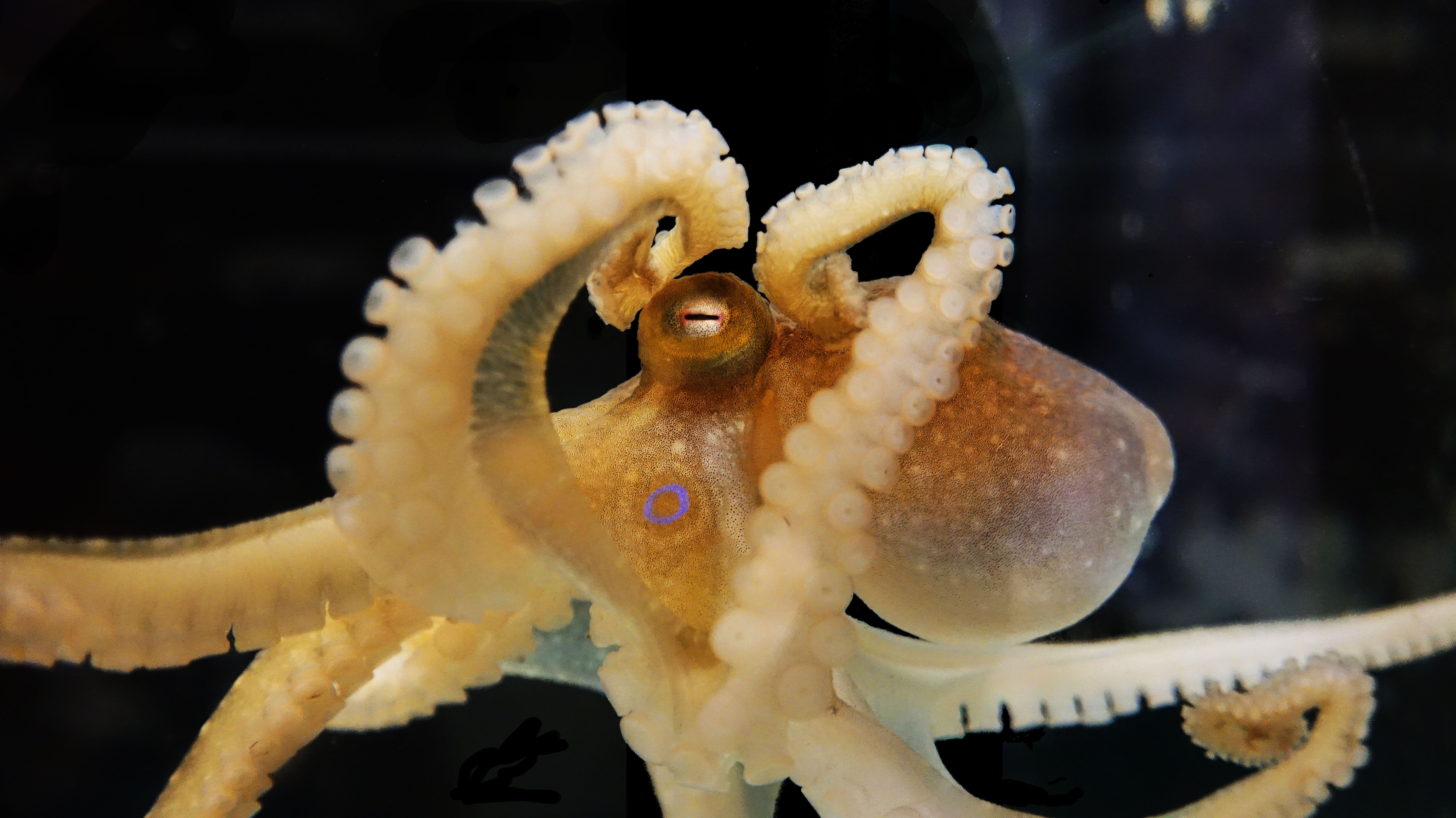 Octopus bimaculoides（別名カリフォルニア・ツースポットタコ）
