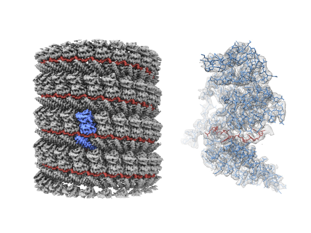 研究で明らかになった核タンパク質 Rna複合体の構造 沖縄科学技術大学院大学 Oist