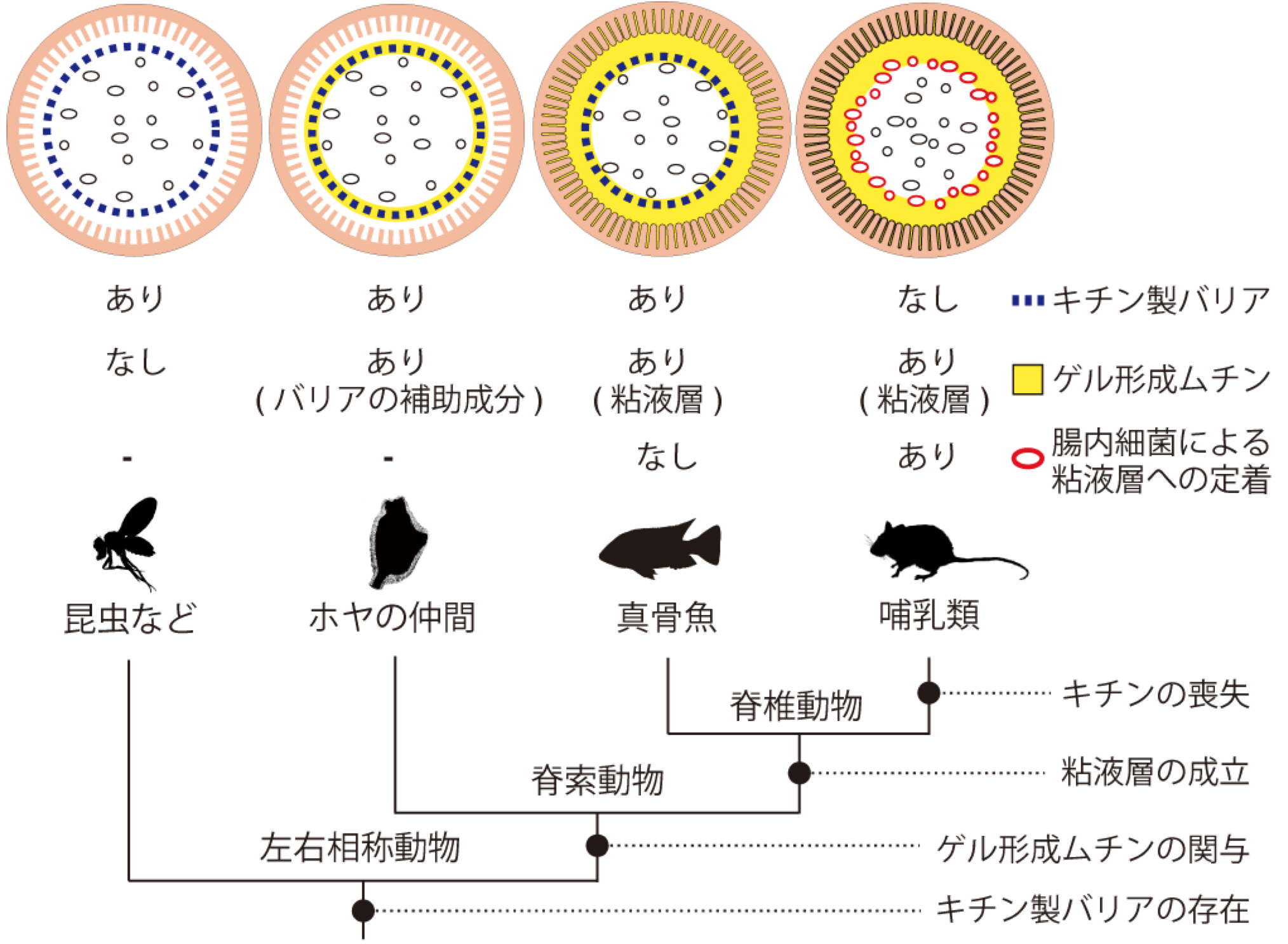 無脊椎動物 脊索動物 哺乳類の腸管表面略図 沖縄科学技術大学院大学 Oist