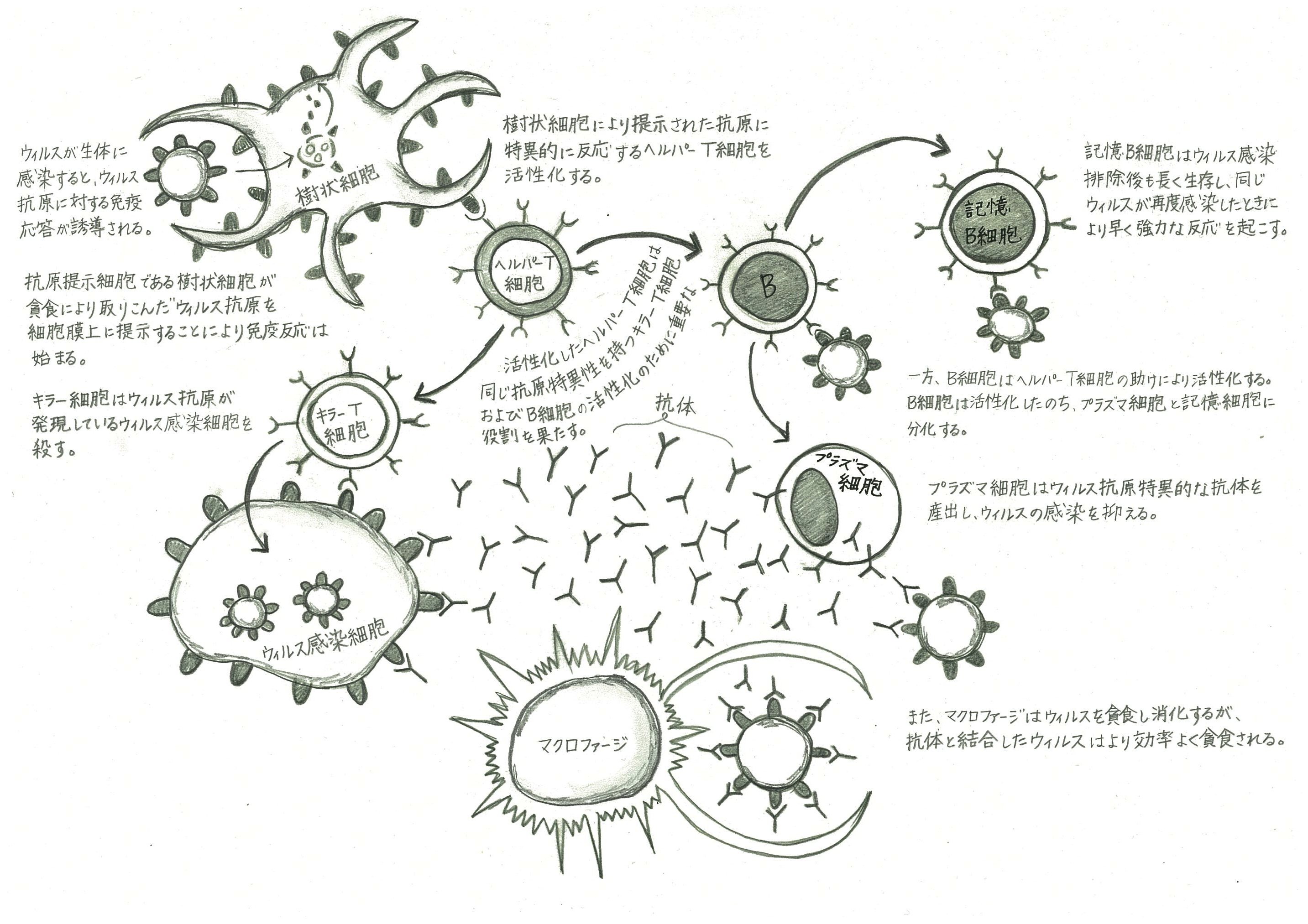 免疫細胞の役割