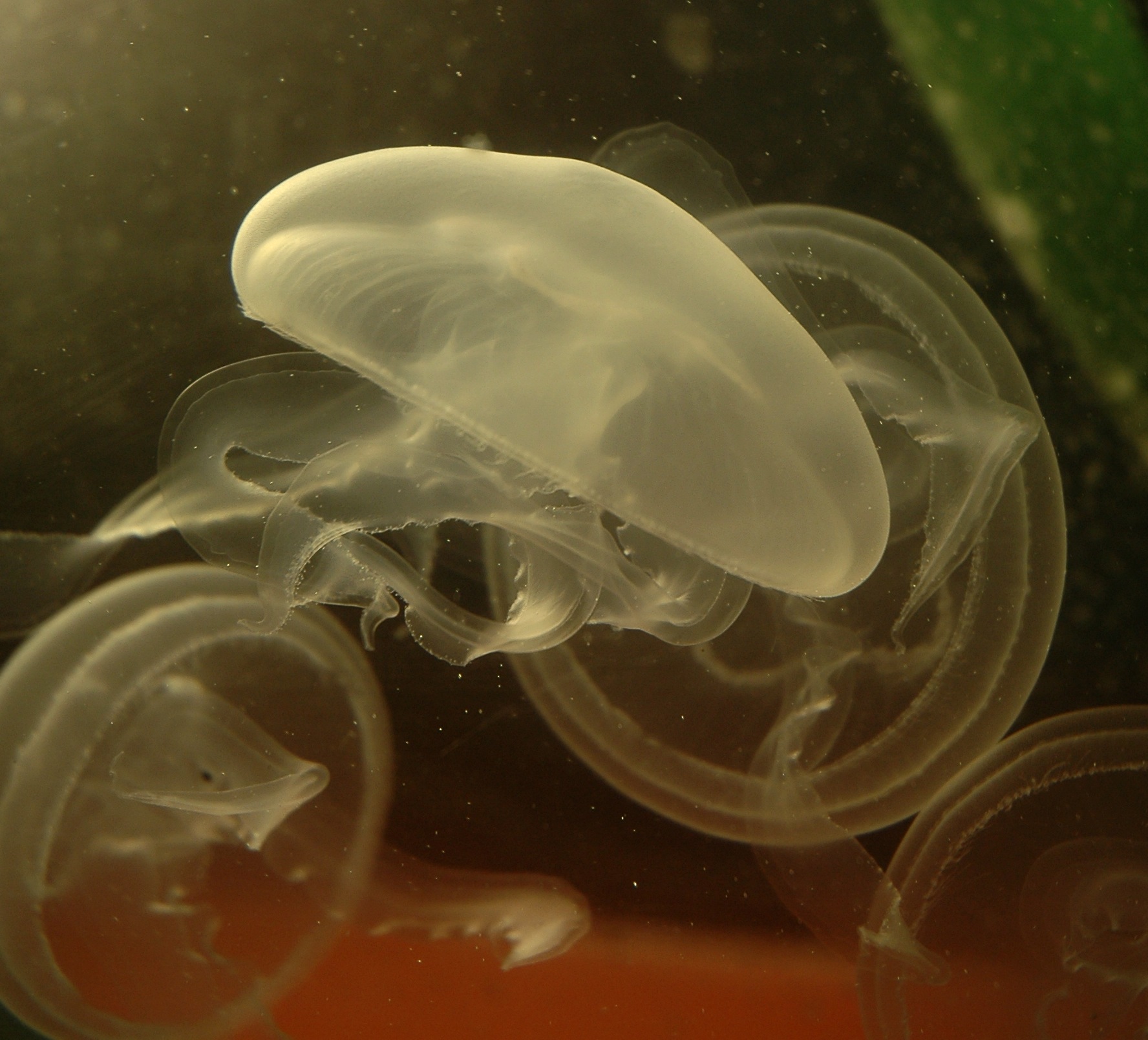Adult moon jellyfish Aurelia aurita