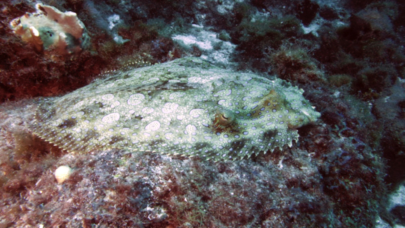 夜行性の魚の眼の知られざる特性 沖縄科学技術大学院大学 Oist