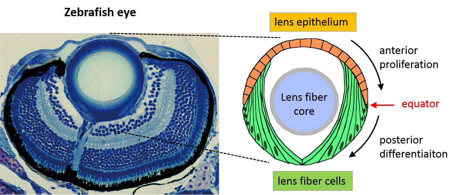 zebrafish research for eyesight