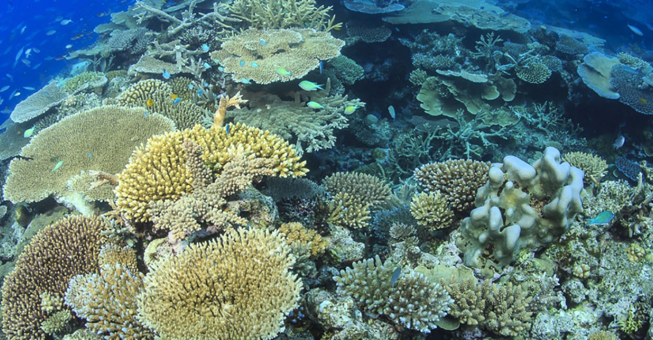 OIST marine scientist allied to prestigious coral reef center | Okinawa ...