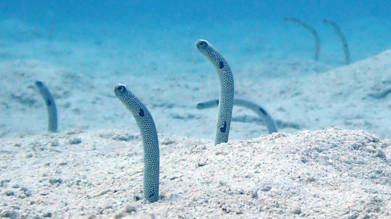 Going against the flow: scientists reveal garden eels’ unique way of feeding