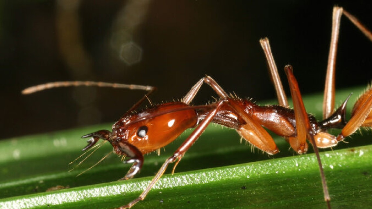 New global map of ant biodiversity reveals areas that may hide undiscovered species