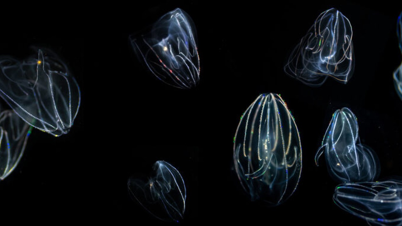 Into the brain of comb jellies: scientists explore the evolution of neurons