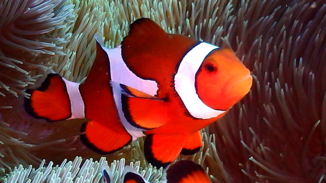 サンゴ礁の魚類群集構造に色彩パターンが影響を与えていることが判明 