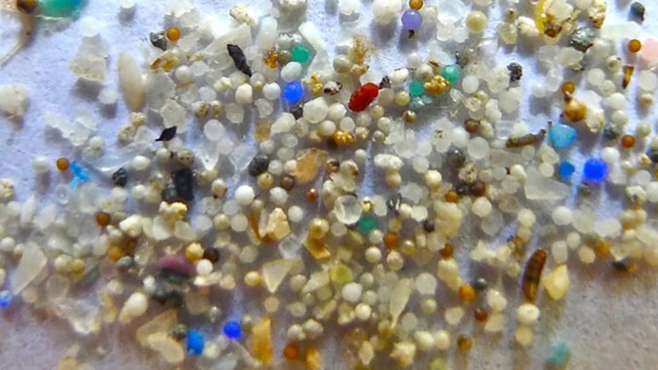 沖縄の海洋生物の体内から検出されるマイクロプラスチックを調査