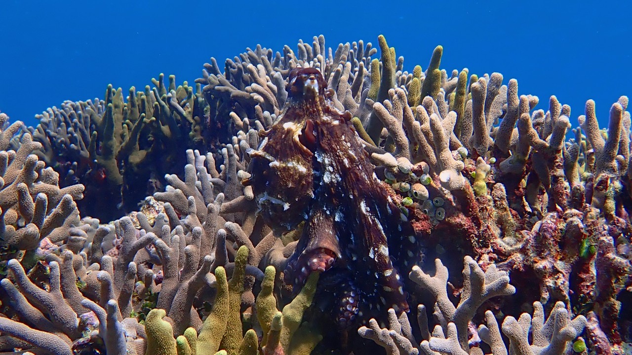 A brown day octopus, Octopus cyanea, is photographed on top of a coral reef.