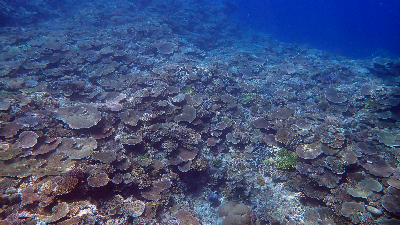 A coral reef in Okinawa