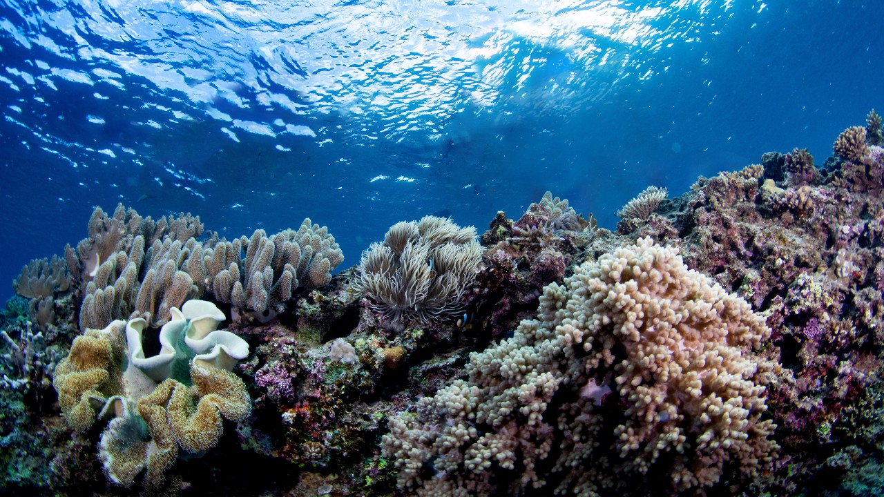 coral in ocean