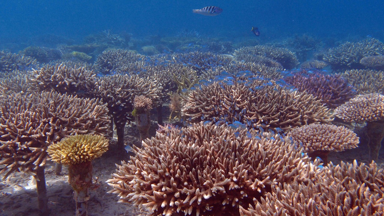 Coral Farming to Help Restore Dying Reefs