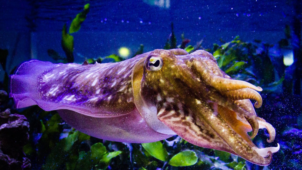 Cuttlefish in tank