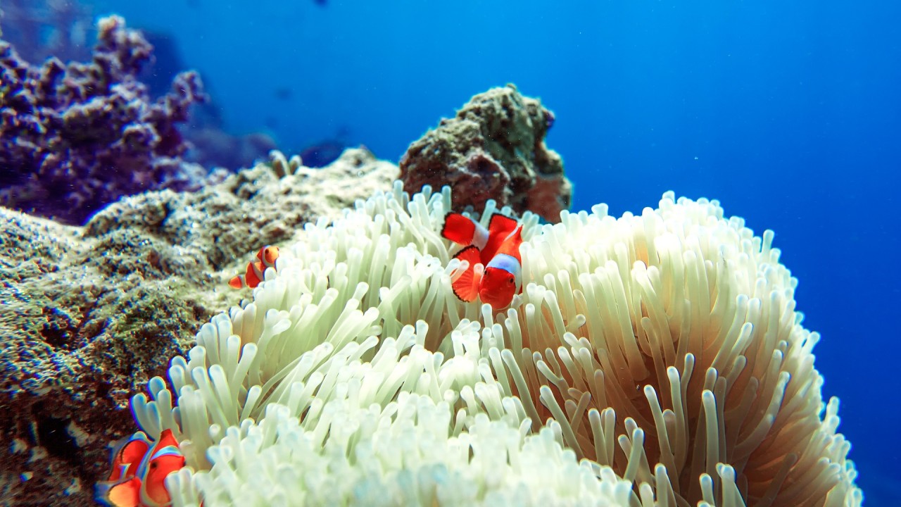 Sea anemones and anemonefish