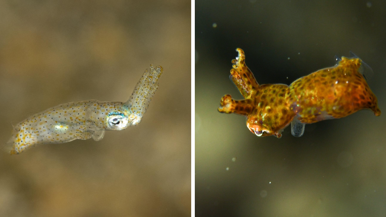 Ryukyuan Pygmy Squid (Idiosepius kijimuna) and Hannan’s Pygmy Squid (Kodama jujutsu)