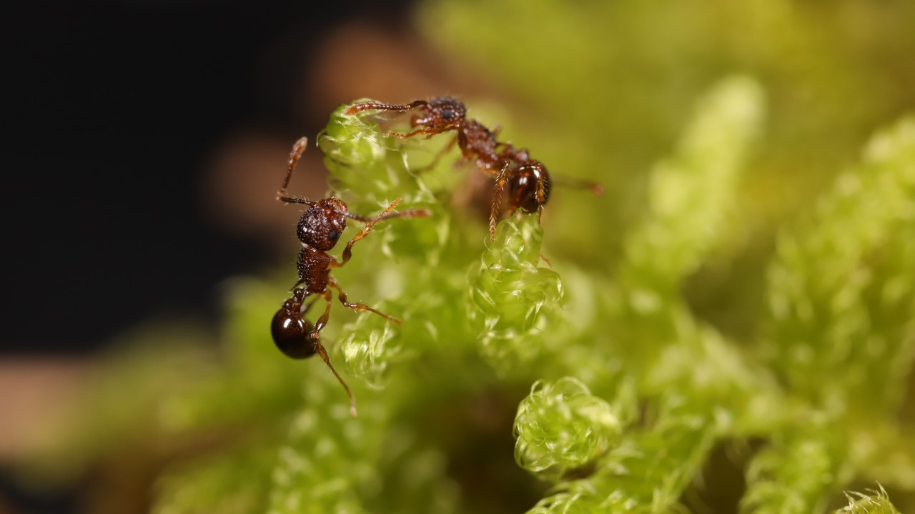 Ants native to Okinawa (Pristomyrmex punctatus) 