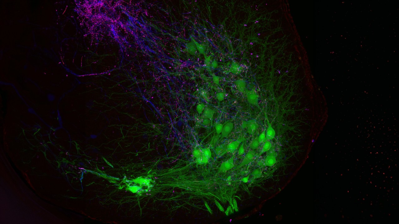 Neural Circuit Unit | Okinawa Institute of Science and Technology OIST