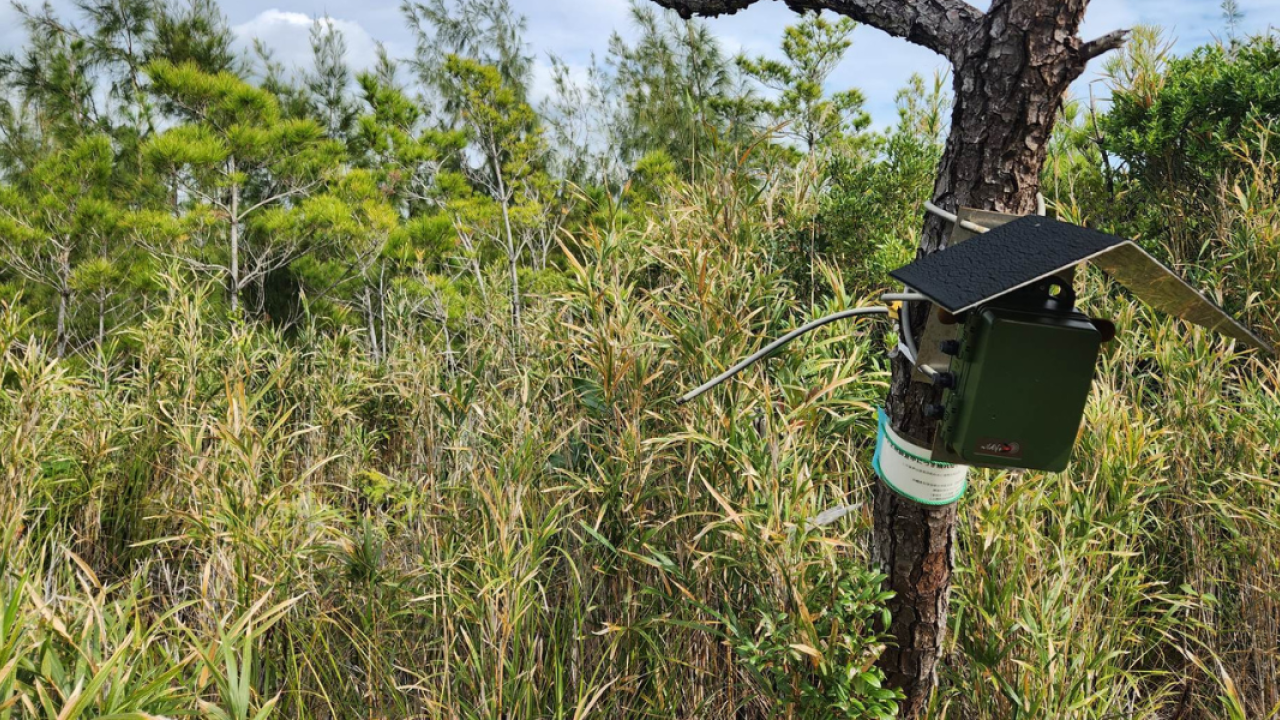 Acoustic monitoring shows surprising resilience of subtropical forests ...