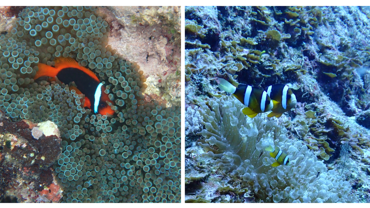 A tomato anemonefish (L) and yellow-tail anemonefish (R) in bubble-tip sea anemones in the wild