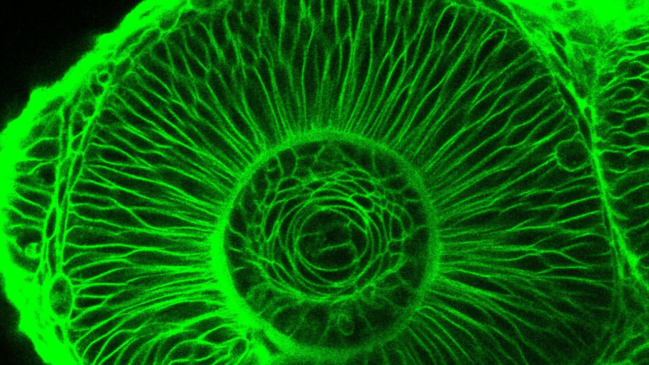 Retina Workshop 2019