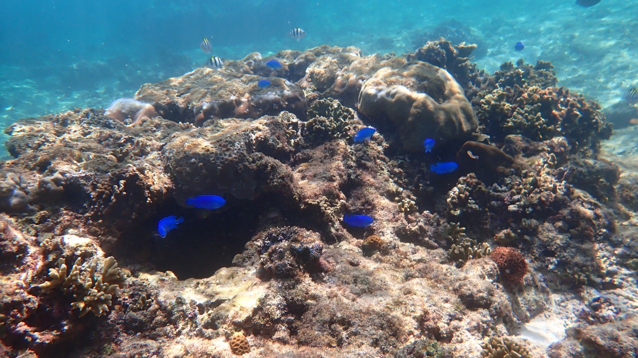 Blue damsel around coral