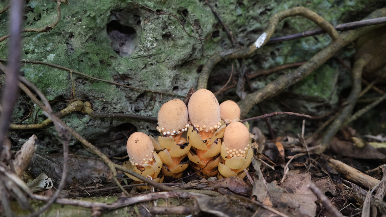 A macro photograph of a cluster of mushroom-like plants on the forest floor against a mossy backdrop. These are Balanophora fungosa ssp. fungosa from southern Okinawa Island.