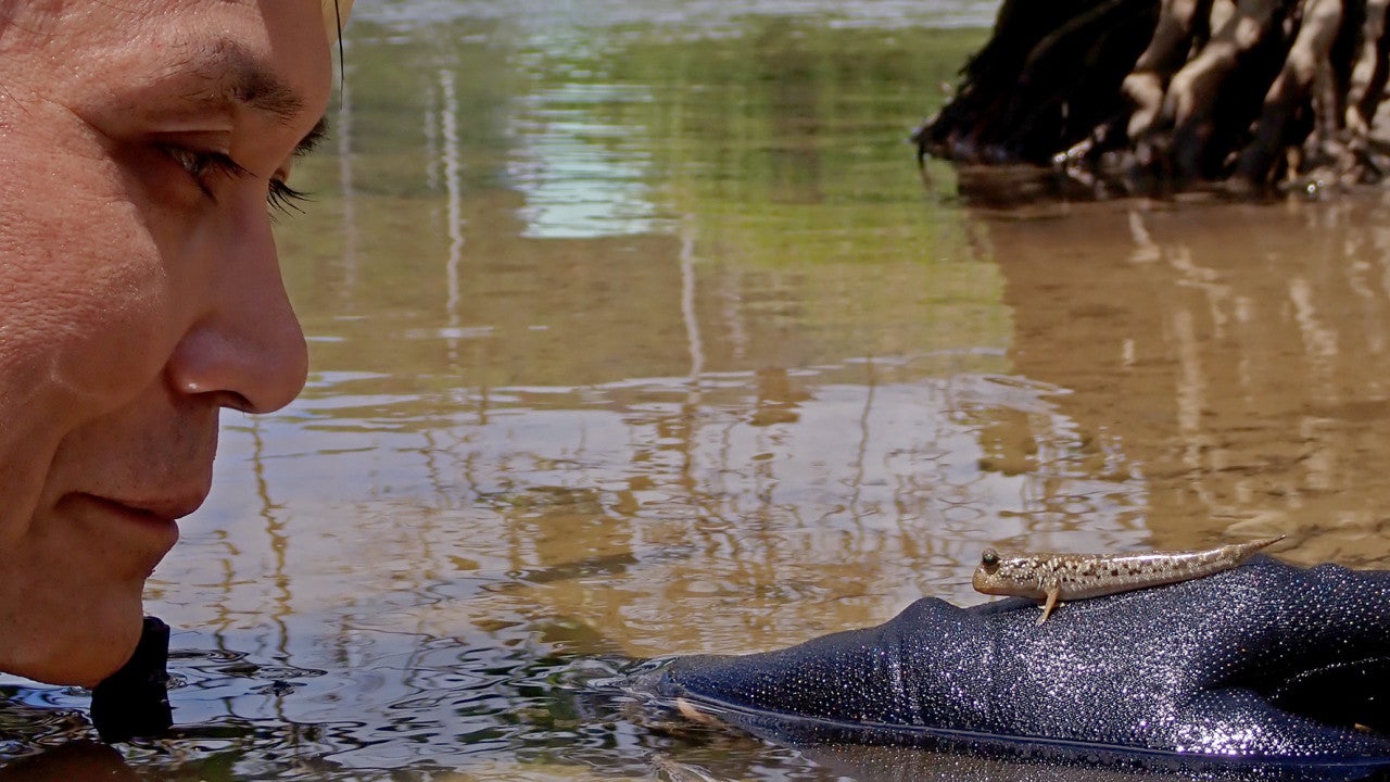 Dr. Ken Maeda looking at a mudskipper that has landed on his hand in Okinawa. Courtesy of Shotaro Maeda. 
