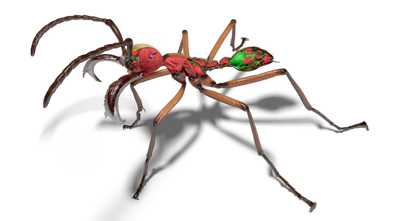 A 3D model of a soldier ant, showing its morphology in very high detail. Portions of its exoskeleton have been digitally removed, revealing high-resolution renderings of its muscles, nervous system, gastrointestinal tract, and stinger apparatus.