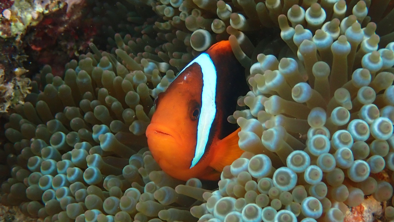 Amphiprion frenatus in its natural environment