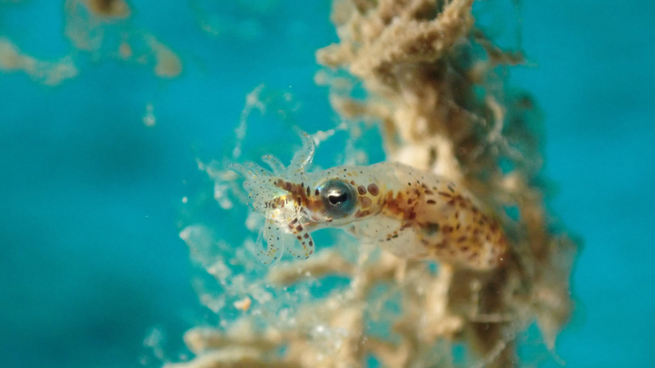 ヒメイカ（Idiosepius sp.）