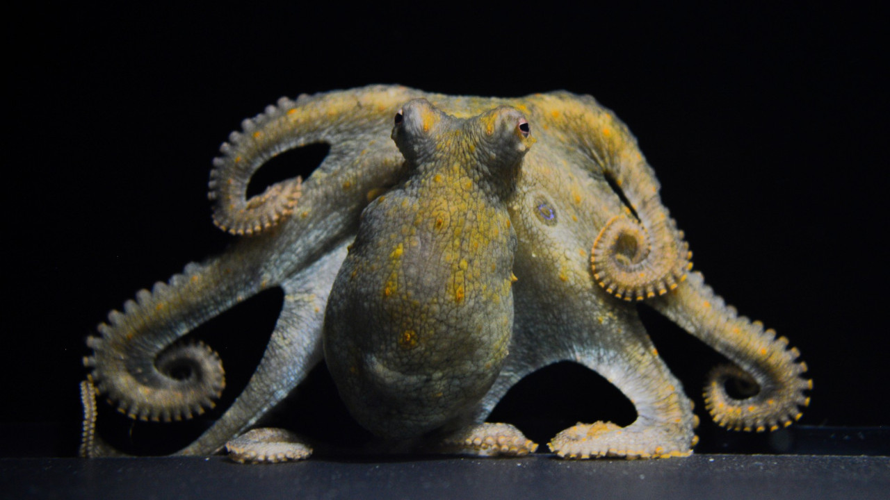 A photograph of an octopus sitting at the bottom of the tank, facing the camera with its eight arms curled around its body.