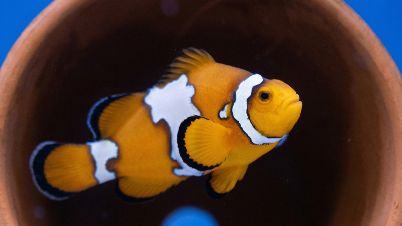 スノーフレークと呼ばれるカクレクマノミの変異体。体のオレンジ色とは対照的な、黒い縁取りのある白い縞模様が3本あり、左右対称の波打った形状をしている。