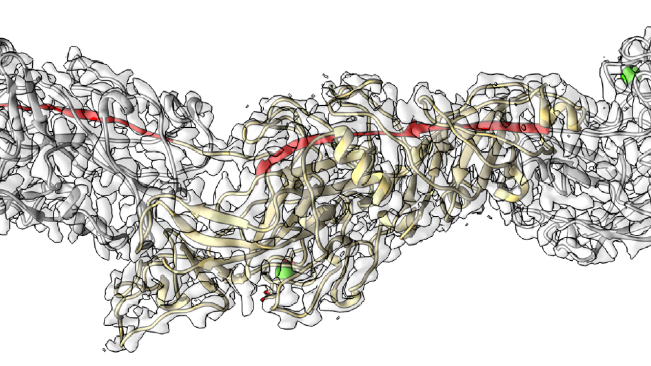 A 3D molecular reconstruction of three subunits within an Mfa filament, shown in grey.