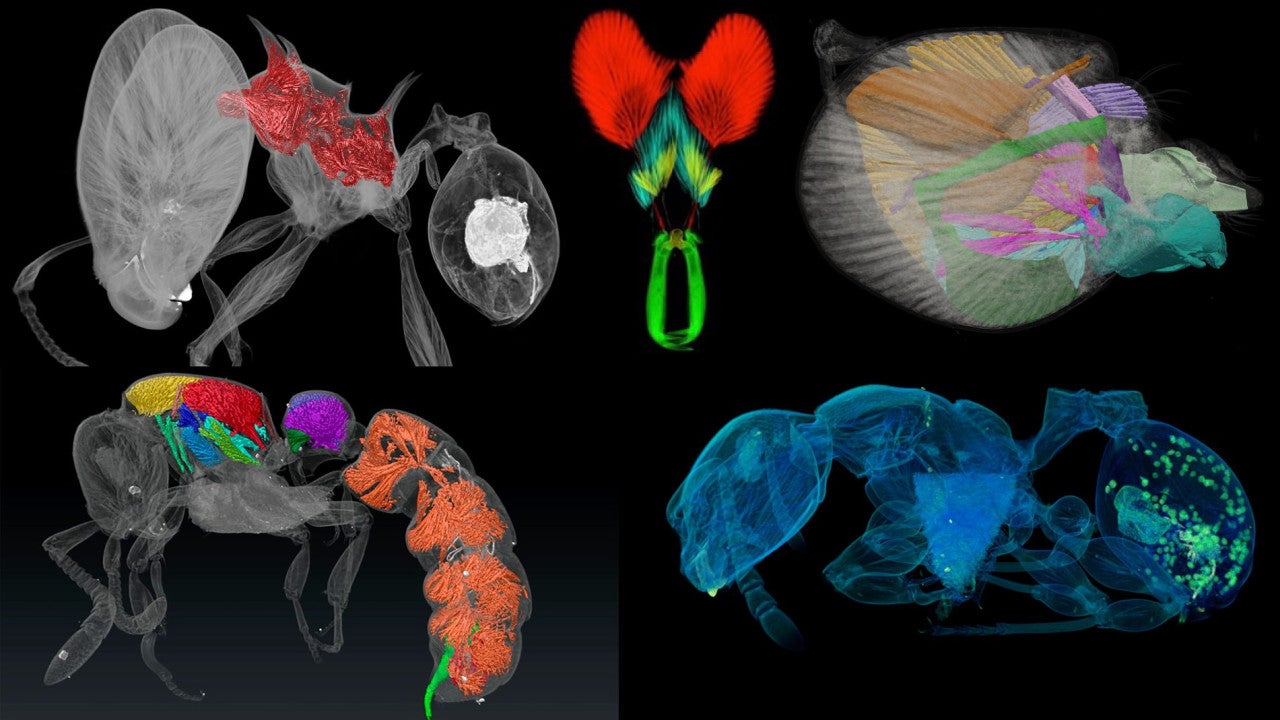 a selection of micro-CT scans of ants in different colors