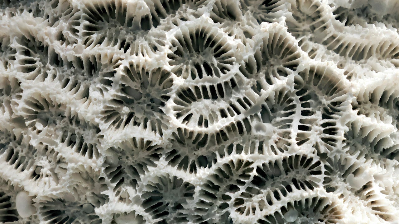 Photo showing the detailed structure of the skeleton of a brain coral. Cairns Aquarium, Australia