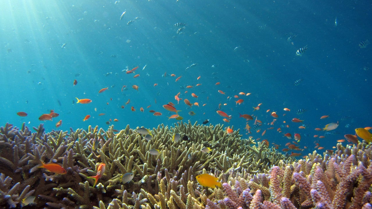 Photo taken near Iriomote Island - underwater scenes with abundant fish.