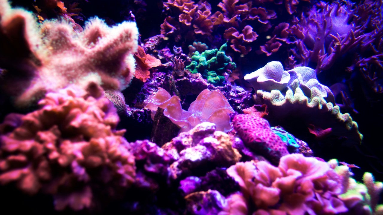 Photo of multicolored corals