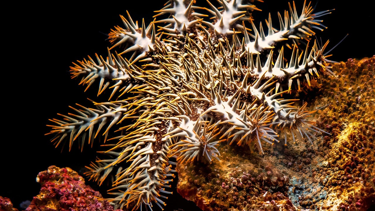 CoTS starfish pictured in center, with dark background and pink rocks in foreground.