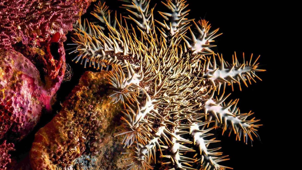 CoTS starfish pictured in center, with dark background and pink rocks in foreground.
