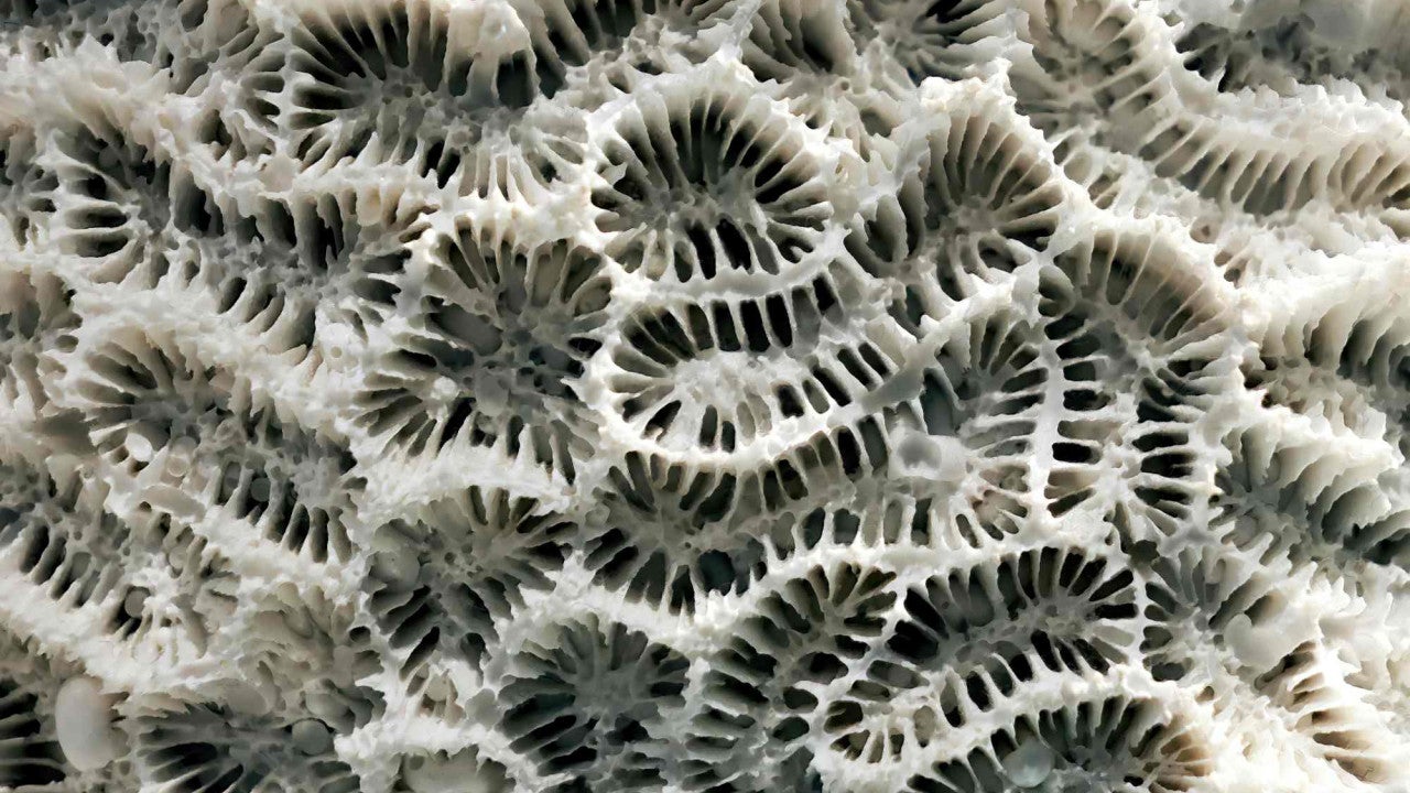 Photo showing the detailed structure of the skeleton of a brain coral. Cairns Aquarium, Australia