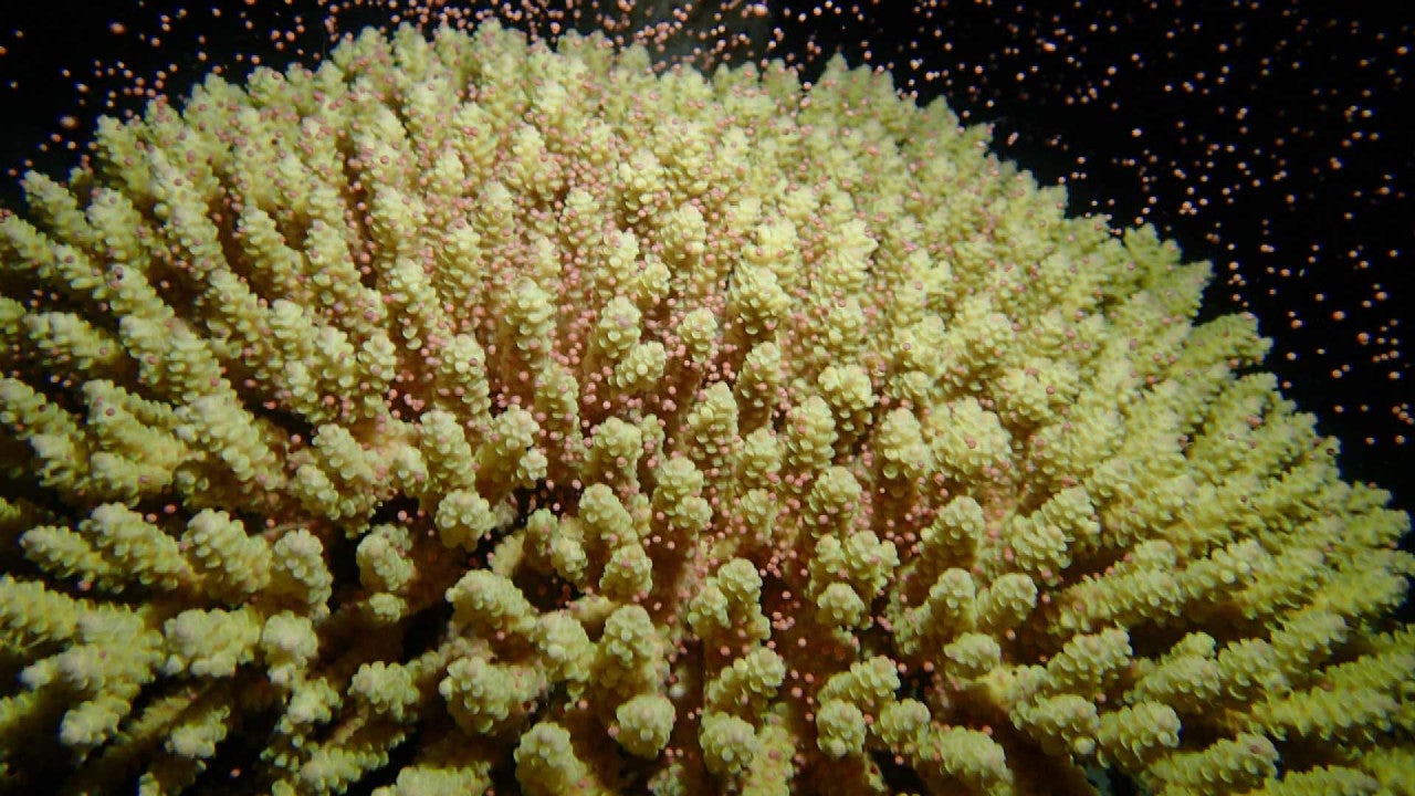 Spawning of Acropora tenuis, the most abundant coral in Okinawa