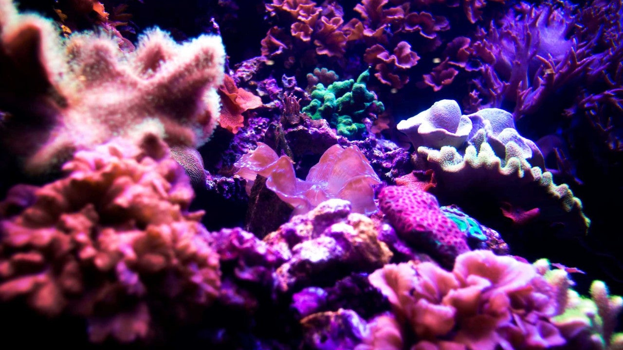 Photo of multicolored corals