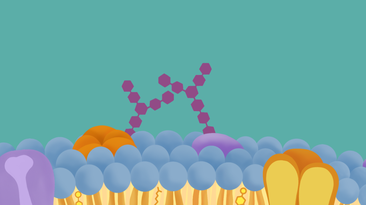 A membrane featuring glycan chains