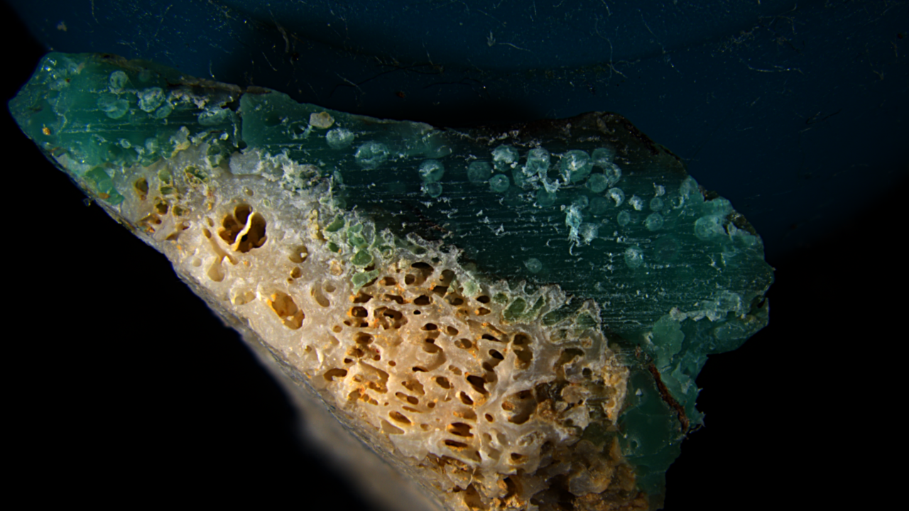 Microscope close-up of a coral specimen with a teal blob of plastic.