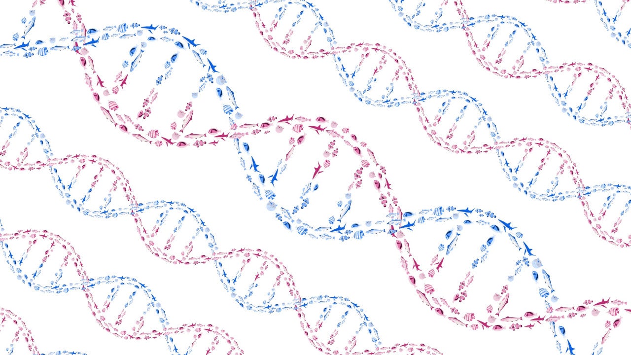 n illustration of DNA’s double helix structure formed by schools of swimming fish.