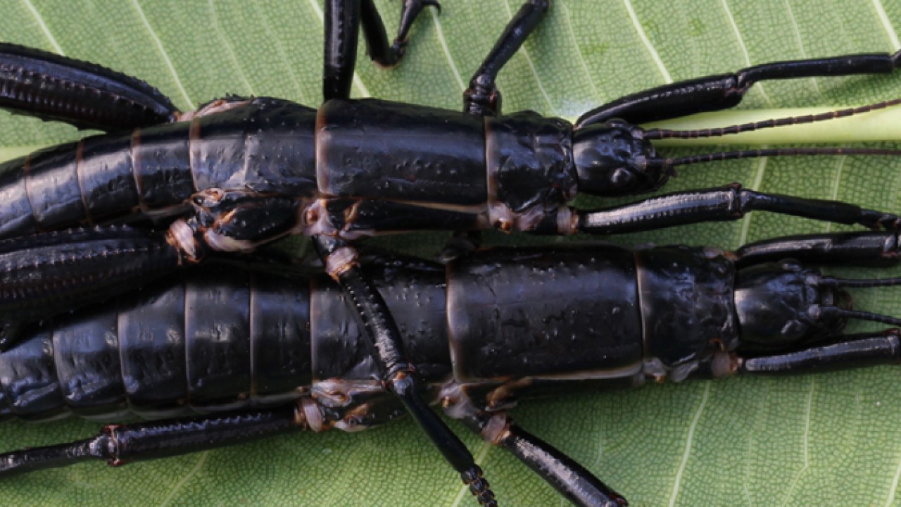 The Lord Howe Island Stick Insect Lives: A Story of Survival | Okinawa ...