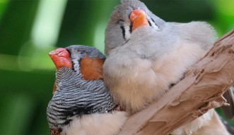Social connection drives learning in bird brain