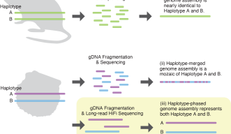 A representation of the genome assembly method 