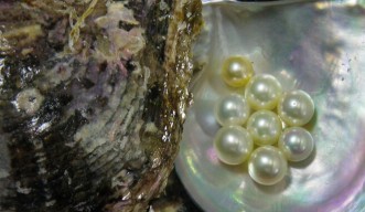 ゲノムの多様性が真珠貝を病気から守る 